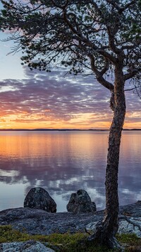 Drzewo na skale nad jeziorem Lake Inari