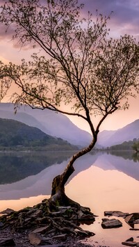 Drzewo na tle jeziora Llyn Padarn