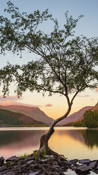 Drzewo nad jeziorem Llyn Padarn