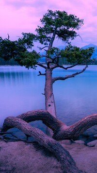 Drzewo nad jeziorem Maligne Lake