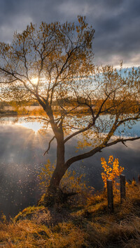 Drzewo nad rzeką Dubna