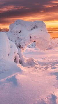 Drzewo uginajace się pod śniegiem
