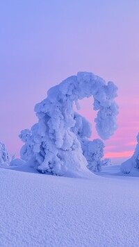 Drzewo uginające się pod śniegiem