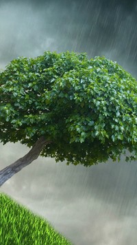 Drzewo w deszczu