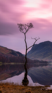 Drzewo w jeziorze Buttermere