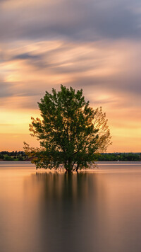 Drzewo w jeziorze Lake Chatfield