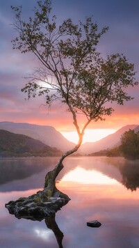 Drzewo w jeziorze Llyn Padarn