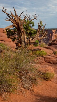 Drzewo w Parku Narodowym Canyonlands