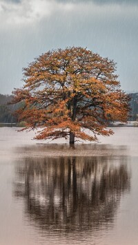 Drzewo w rzece