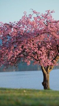 Drzewo z różowymi kwiatami nad jeziorem