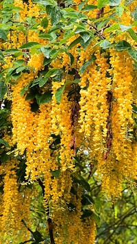 Drzewo złotokapu z żółtymi kwiatami