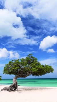 Duże bonsai