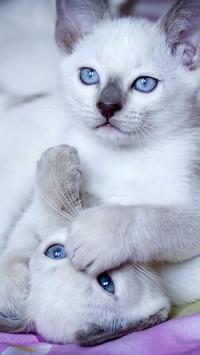 Dwa białe kotki