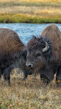 Dwa bizony nad rzeką