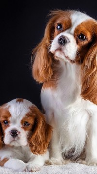 Dwa Cavalier King Charles spaniele