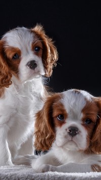 Dwa Cavaliery King Charles spaniele