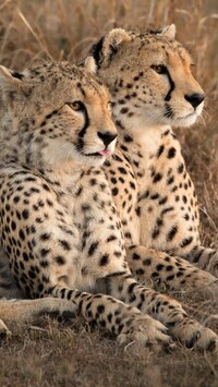 Dwa gepardy na trawie