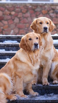 Dwa golden retrievery na ośnieżonych schodach