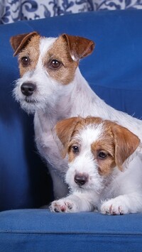 Dwa Jack Russell terriery