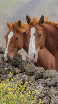 Dwa kasztanowate konie