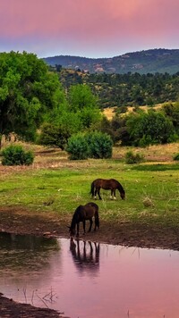 Dwa konie nad rzeką
