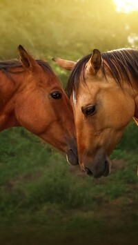 Dwa konie z ciemnymi grzywami
