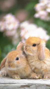 Dwa króliczki