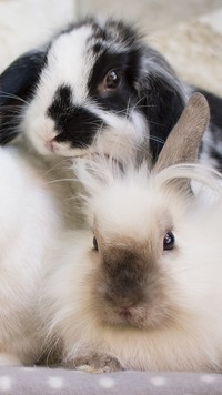 Dwa króliki miniaturki