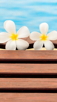 Dwa kwiaty plumerii na ławce