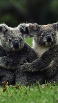 Dwa misie koala