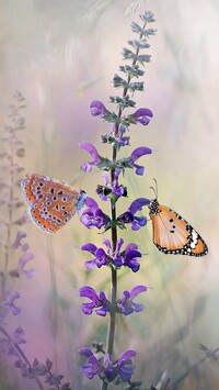 Dwa motyle na szałwii