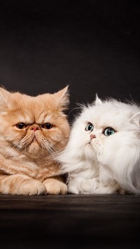 Dwa naburmuszone koty perskie