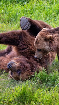 Dwa niedźwiadki grizli