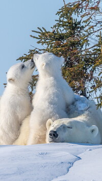 Dwa niedźwiadki polarne z matką
