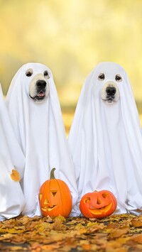Dwa psy przebrane na Halloween