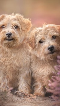 Dwa psy rasy norfolk terrier