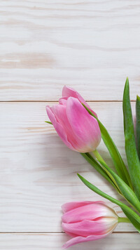 Dwa różowe tulipany
