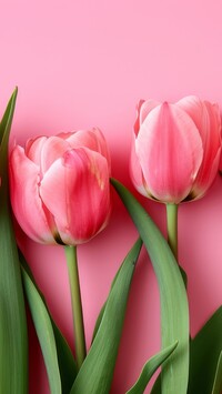 Dwa różowe tulipany