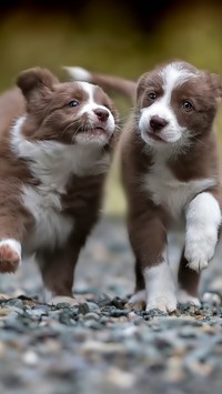 Dwa słodkie border collie