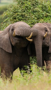 Dwa słonie na trawie