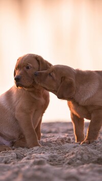 Dwa szczeniaki golden retrievery