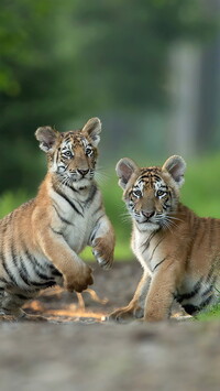 Dwa tygryski