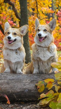 Dwa welsh corgi pembroke