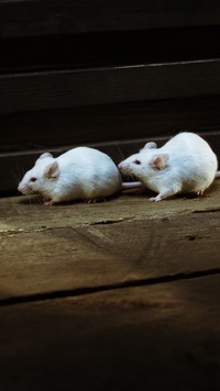 Dwie białe myszki