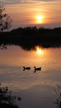 Dwie kaczki na jeziorze o zachodzie słońca