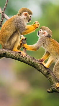 Dwie małpki saimiri wiewiórcze