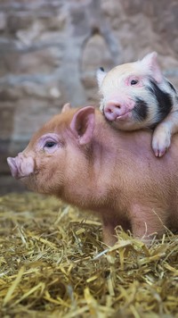 Dwie przytulające się świnki