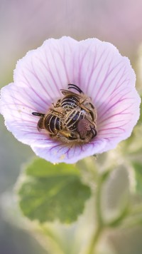 Dwie pszczółki w kwiatku ślazówki