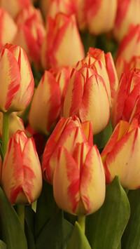Dwukolorowe tulipany