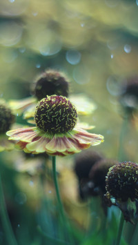 Dzielżan ogrodowy i efekt bokeh